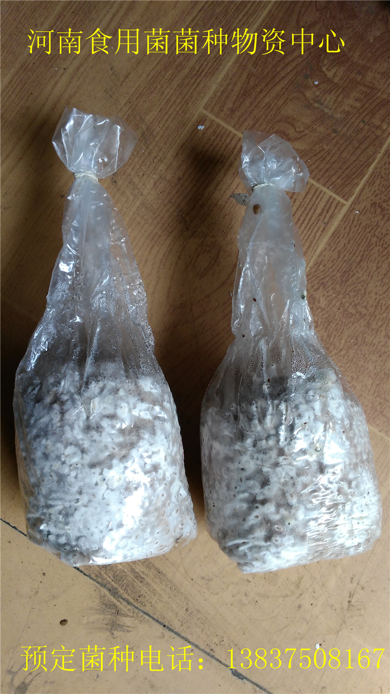 供應(yīng)用于平菇生產(chǎn)的平菇三級菌種 顆粒種 麥粒菌種 *三級顆粒種 栽培種 平菇生產(chǎn)種 提前*，7天發(fā)貨