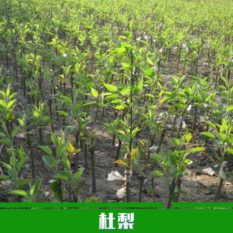 供應(yīng)用于種植|管理|培育的杜梨優(yōu)質(zhì)杜梨 山梨 叢生杜梨 單株杜梨8-20公分
