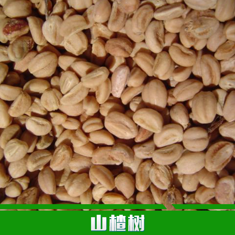 供應(yīng)用于種植的山楂樹廠家直銷大糖球山楂樹苗 果大五棱山楂苗 新品種果樹