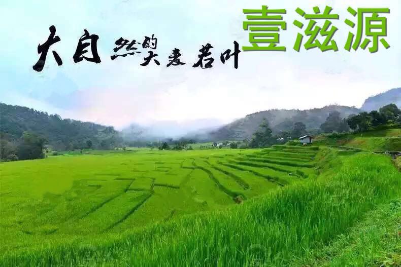 供應(yīng)青汁的專業(yè)知識(shí)及食用方法