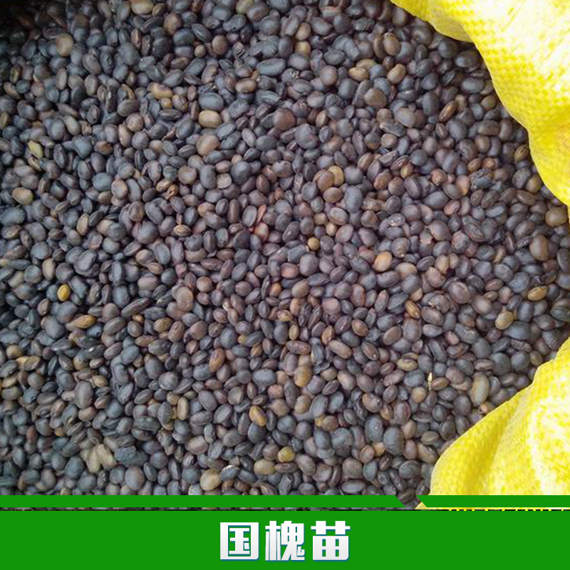 供應用于種植的國槐苗批發(fā) 綠化苗木直銷 國槐樹苗 速生國槐苗 規(guī)格齊全 國槐價格