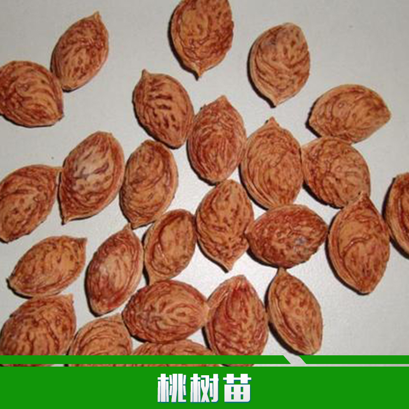 供應(yīng)用于種植的桃樹苗批發(fā)嫁接果樹苗 蟠桃苗 早熟嫁接桃樹苗 優(yōu)質(zhì)桃樹苗