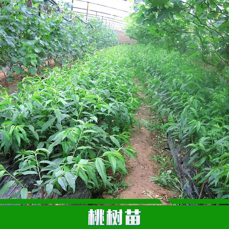 供應(yīng)用于種植的桃樹苗批發(fā)嫁接果樹苗 蟠桃苗 早熟嫁接桃樹苗 優(yōu)質(zhì)桃樹苗