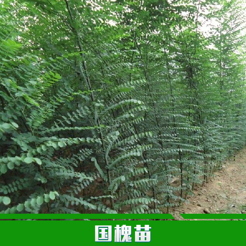 供應用于種植的國槐苗批發(fā) 綠化苗木直銷 國槐樹苗 速生國槐苗 規(guī)格齊全 國槐價格