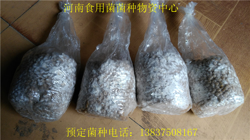 供應(yīng)用于平菇生產(chǎn)的平菇三級菌種 顆粒種 麥粒菌種 *三級顆粒種 栽培種 平菇生產(chǎn)種 提前*，7天發(fā)貨
