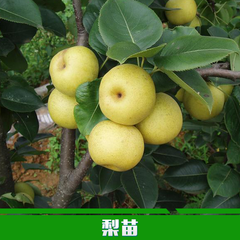 供應(yīng)用于園林定植的梨苗廠家 批發(fā)黃金梨苗 優(yōu)質(zhì)嫁接梨樹(shù)苗 可盆栽南北方果樹(shù)苗