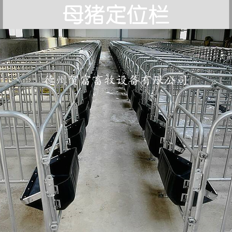 供應(yīng)母豬定位欄廠家直銷 山東母豬定位欄供應(yīng)商 定位欄養(yǎng)豬設(shè)備 母豬定位欄