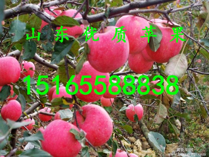 湖北紅富士蘋果批發(fā) 紅富士*價格  嘎啦蘋果批發(fā)基地