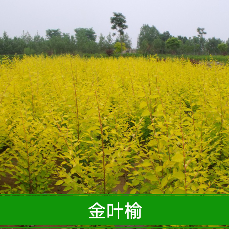 供應(yīng)金葉榆 批發(fā)白榆樹種子 金葉榆樹種子 美人榆種子