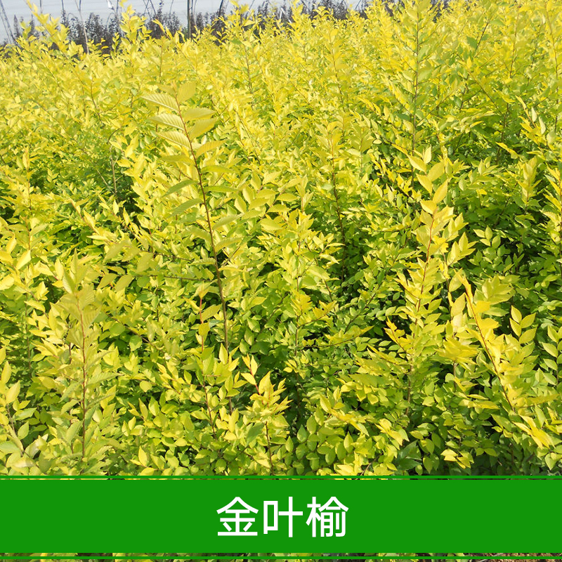 供應(yīng)金葉榆 批發(fā)白榆樹種子 金葉榆樹種子 美人榆種子