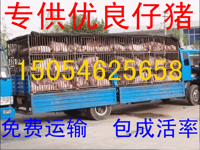 出售大約克仔豬 出售大約克仔豬價格