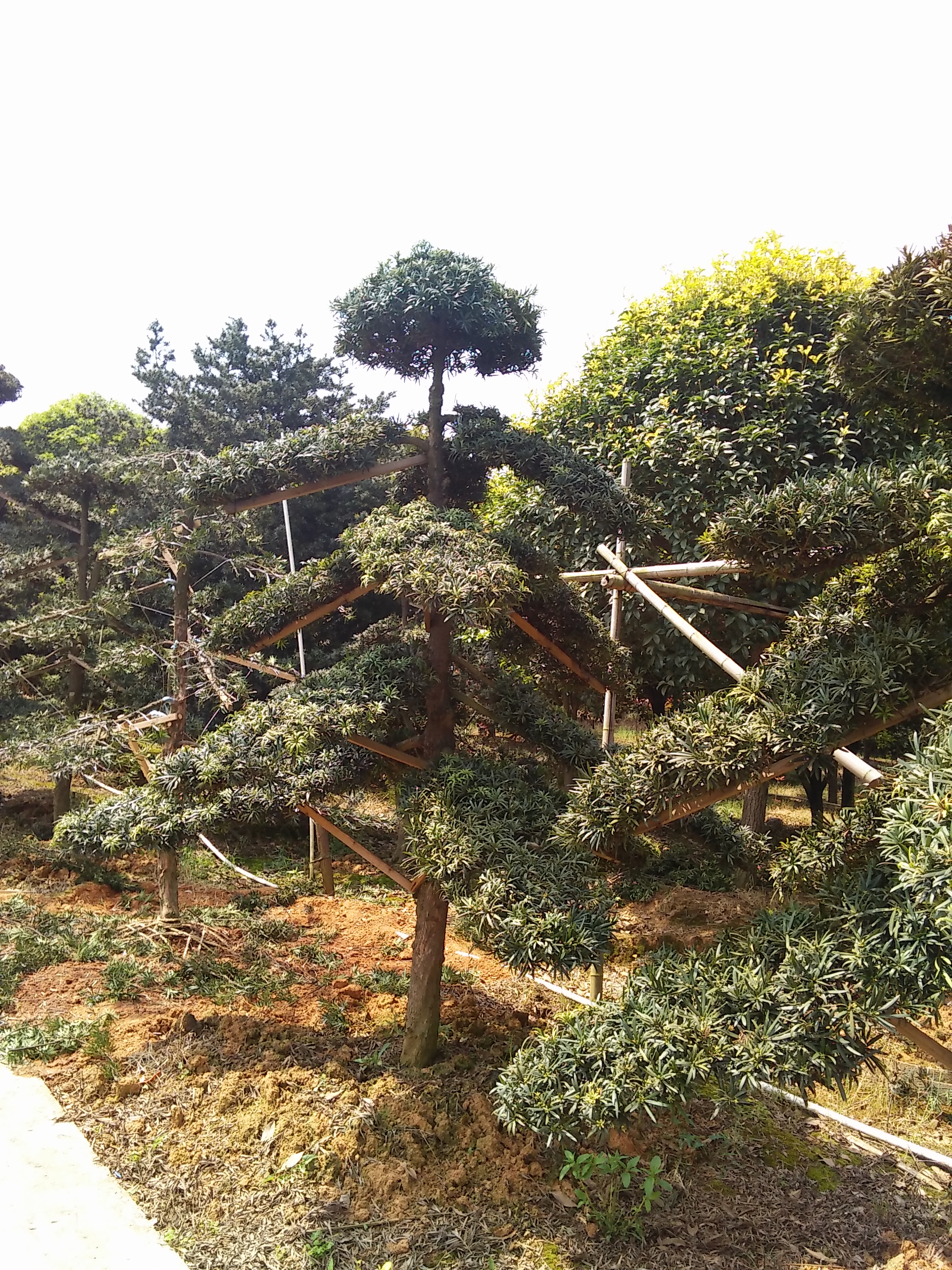 供應用于綠化的造型羅漢松，直生羅漢松