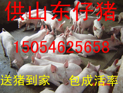 出售大約克仔豬 出售大約克仔豬價格