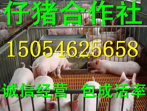 2017年*臨沂仔豬價(jià)格山東仔豬批發(fā) 長(zhǎng)白仔豬