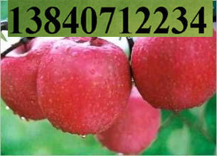 遼寧新品種岳陽紅蘋果苗供應