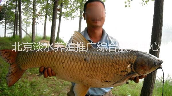 供應(yīng)用于淡水魚(yú)苗批發(fā)|淡水魚(yú)苗夏花|淡水魚(yú)苗廠(chǎng)家的批發(fā)青魚(yú)苗鯉魚(yú)苗鯽魚(yú)黃金鯽錦鯉魚(yú)