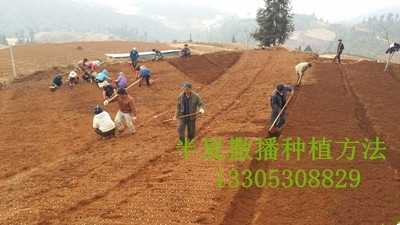 供應用于農(nóng)業(yè)種植的狹三葉半夏種球
