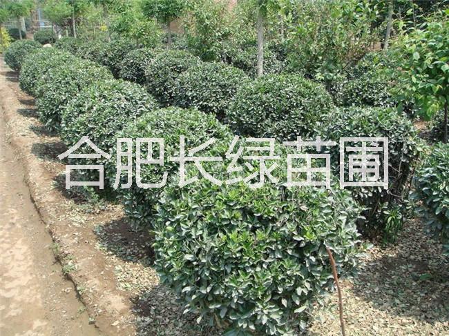 供應(yīng)安徽肥西紅葉石楠球，海桐球，紅花繼木球，大葉黃楊球