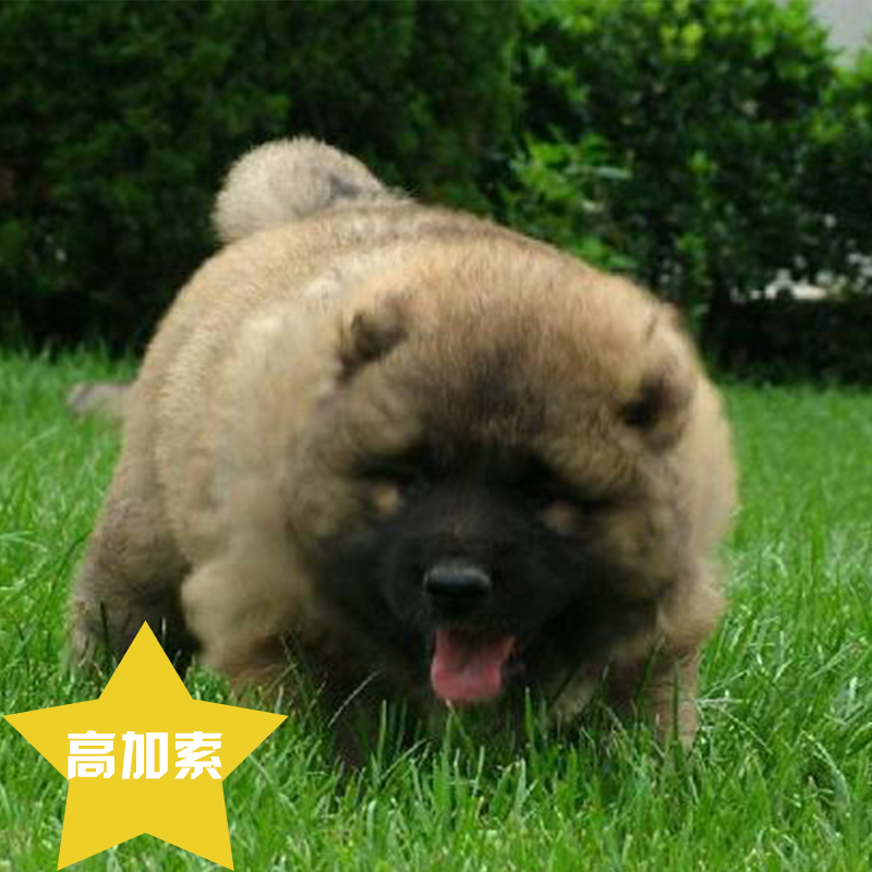 高加索 純種高加索幼犬俄羅斯高加索雙血統(tǒng)高加索猛犬