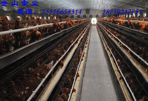 供應(yīng)用于商品蛋雞的青年雞金山禽業(yè)