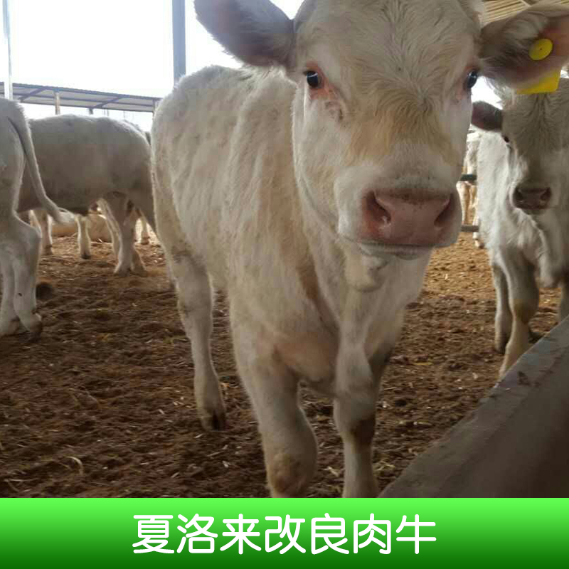 夏洛來(lái)改良肉牛養(yǎng)殖、夏洛來(lái)改良肉牛價(jià)錢(qián)、夏洛來(lái)肉牛、山東養(yǎng)殖場(chǎng)、夏洛來(lái)改良肉牛、改良牛