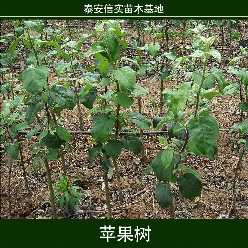 蘋果樹 矮化蘋果樹 蘋果樹苗木 蘋果樹苗 果樹苗木 柱狀蘋果樹