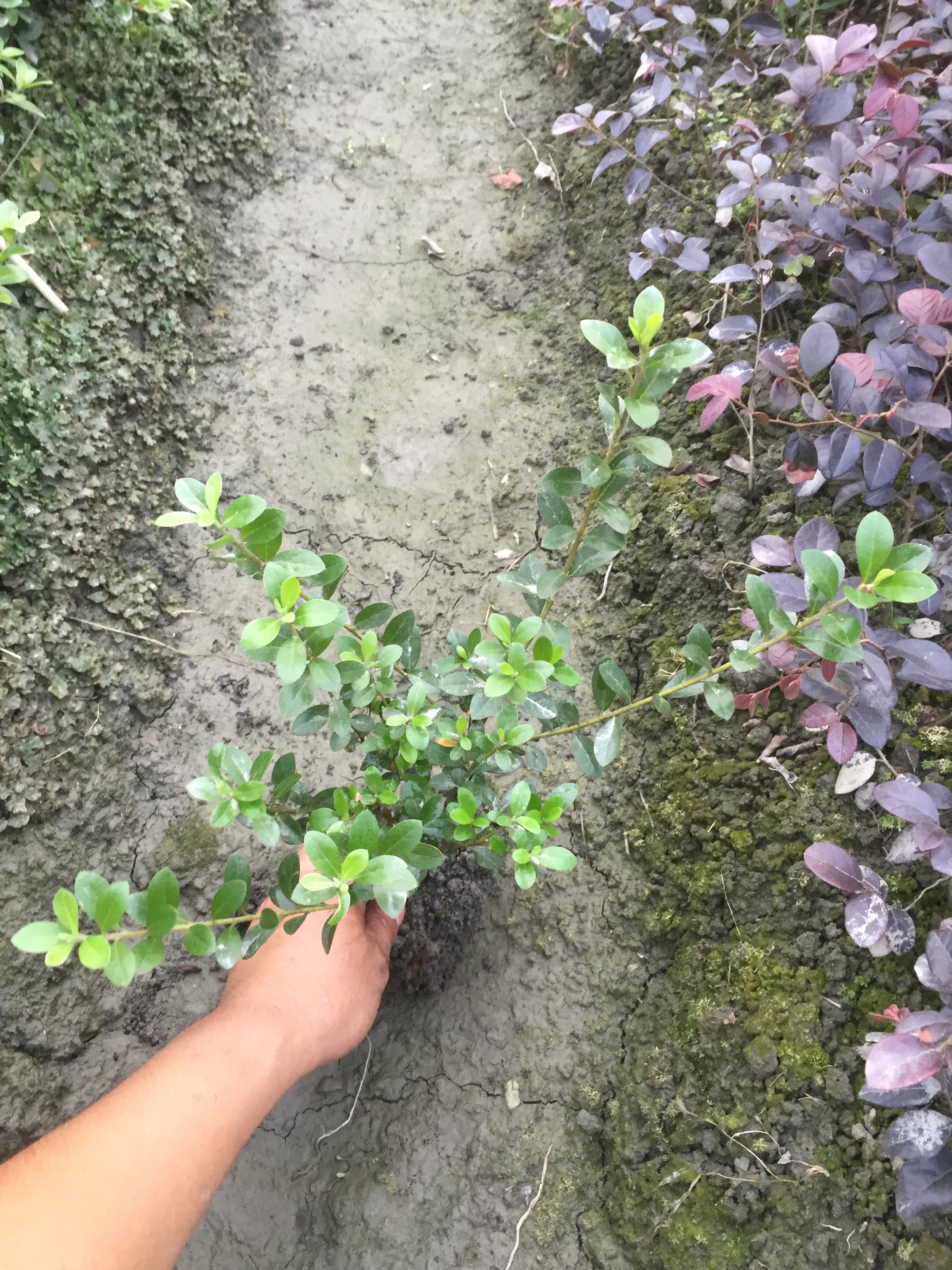 供應(yīng)四季長(zhǎng)青夏娟