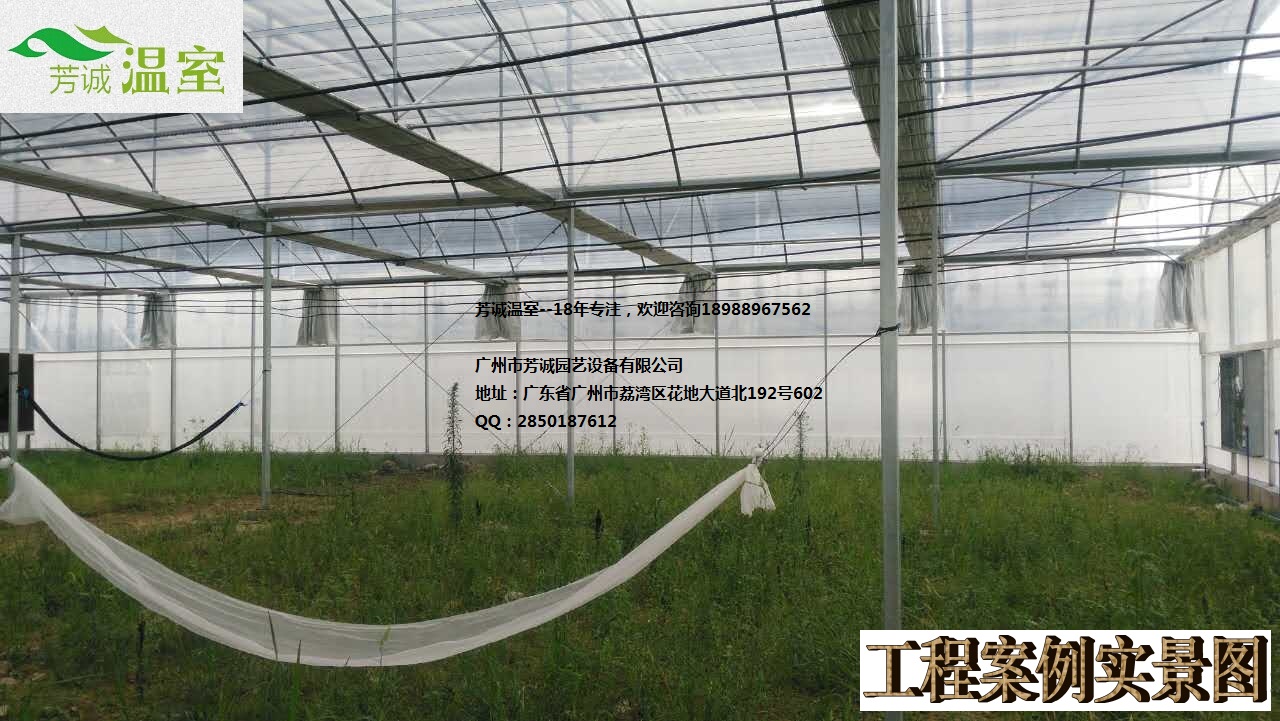 供應廣西鐵皮石斛大棚 簡易大棚/溫室大棚/蔬菜大棚/育苗大棚