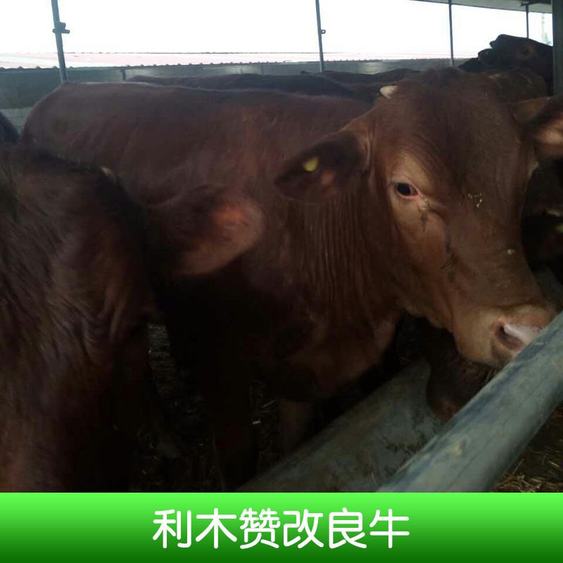 利木贊改良牛養(yǎng)殖、山東利木贊改良牛供應(yīng)商、利木贊牛、利木贊改良牛、利木贊改良牛價錢