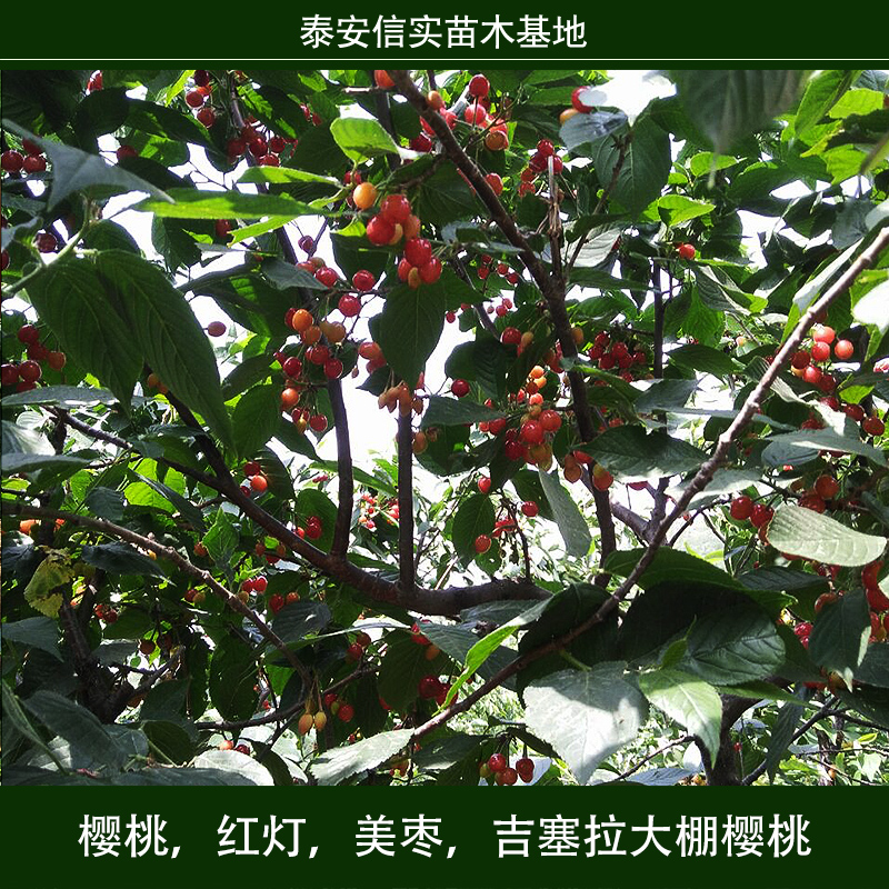 櫻桃 吉塞拉大棚櫻桃 櫻桃樹苗 車?yán)遄訖烟颐?紅燈櫻桃 美早櫻桃