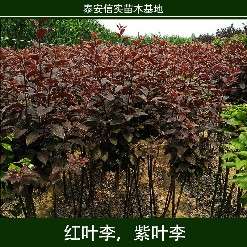 紅葉李，紫葉李 速生紫葉李樹苗 紫葉李苗 紅葉李種苗