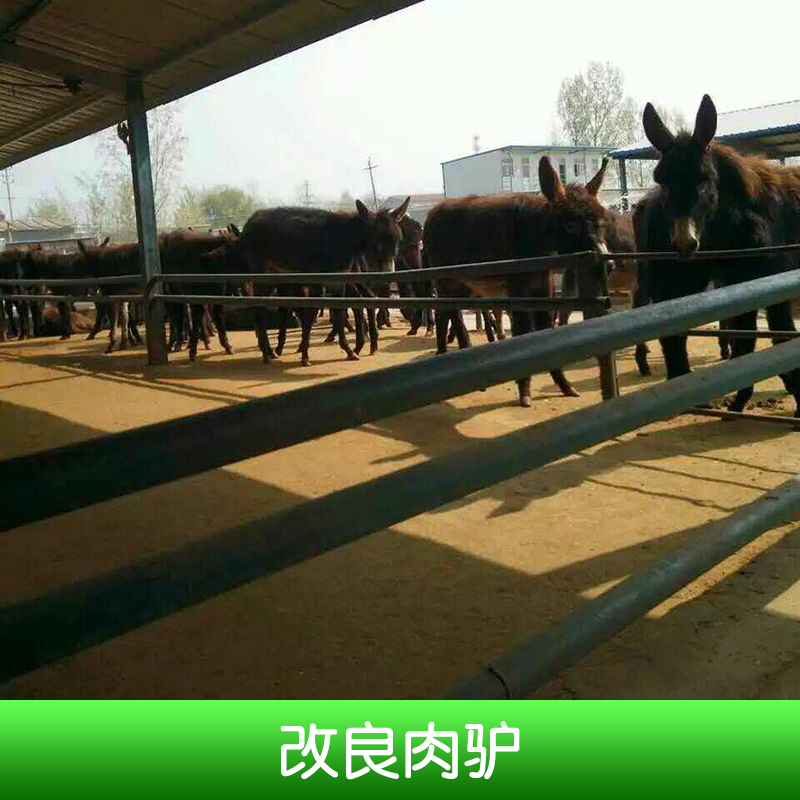 改良肉驢養(yǎng)殖、山東省海洋牧業(yè)有限公司、改良肉驢崽、改良肉驢、改良肉驢價(jià)錢