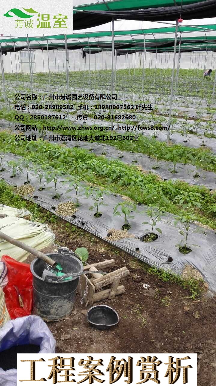 供應(yīng)蔬菜大棚 廣東蔬菜大棚