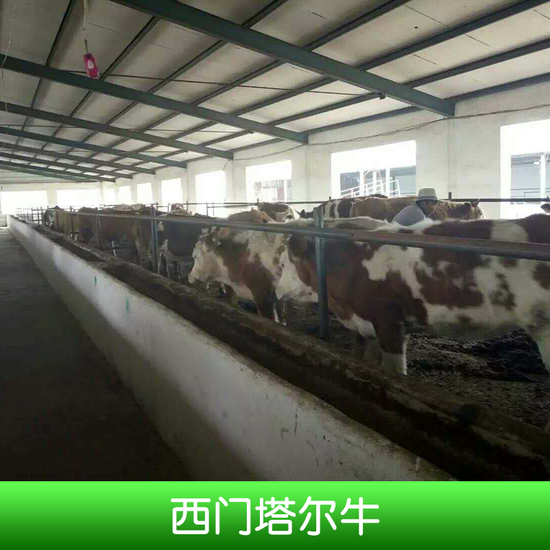 西門塔爾牛養(yǎng)殖、西門塔爾牛犢、改良西門塔爾牛、西門塔爾牛小牛、西門塔爾牛價(jià)錢