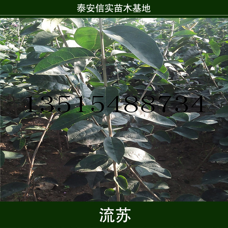 流蘇樹苗 ，山東流蘇苗種植園，山東流蘇苗哪家好