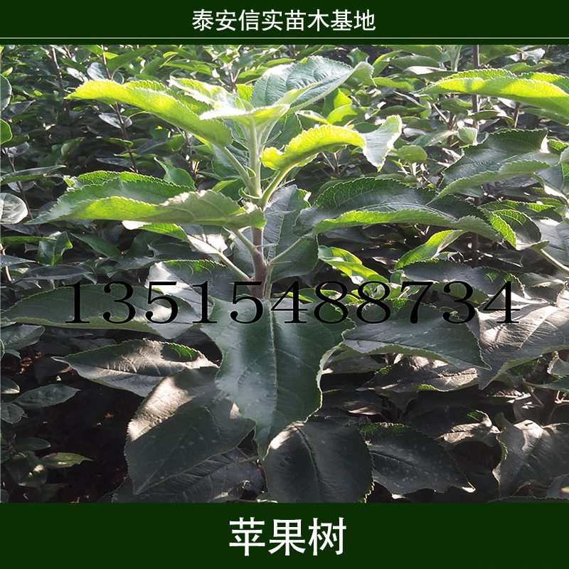 蘋果樹 矮化蘋果樹 蘋果樹苗木 蘋果樹苗 果樹苗木 柱狀蘋果樹