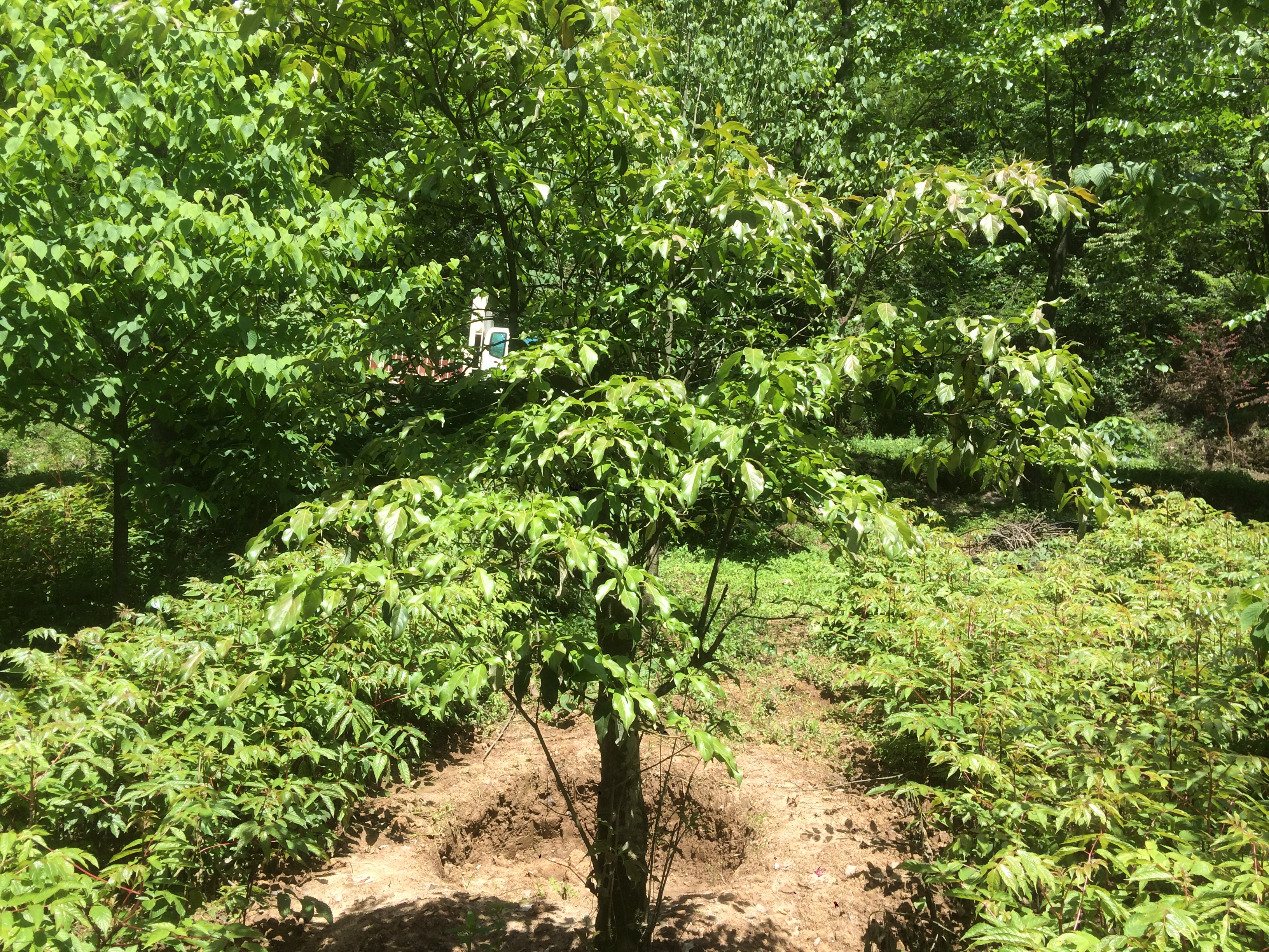 供應(yīng)一年生香港四照花苗