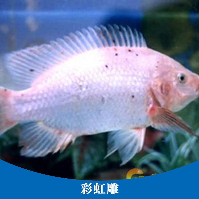 彩虹雕 專業(yè)養(yǎng)殖紅羅非魚 紅色羅非魚苗苗種 彩虹鯛魚養(yǎng)殖場