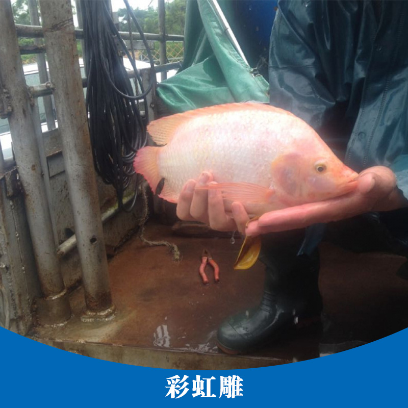 彩虹雕 專業(yè)養(yǎng)殖紅羅非魚 紅色羅非魚苗苗種 彩虹鯛魚養(yǎng)殖場