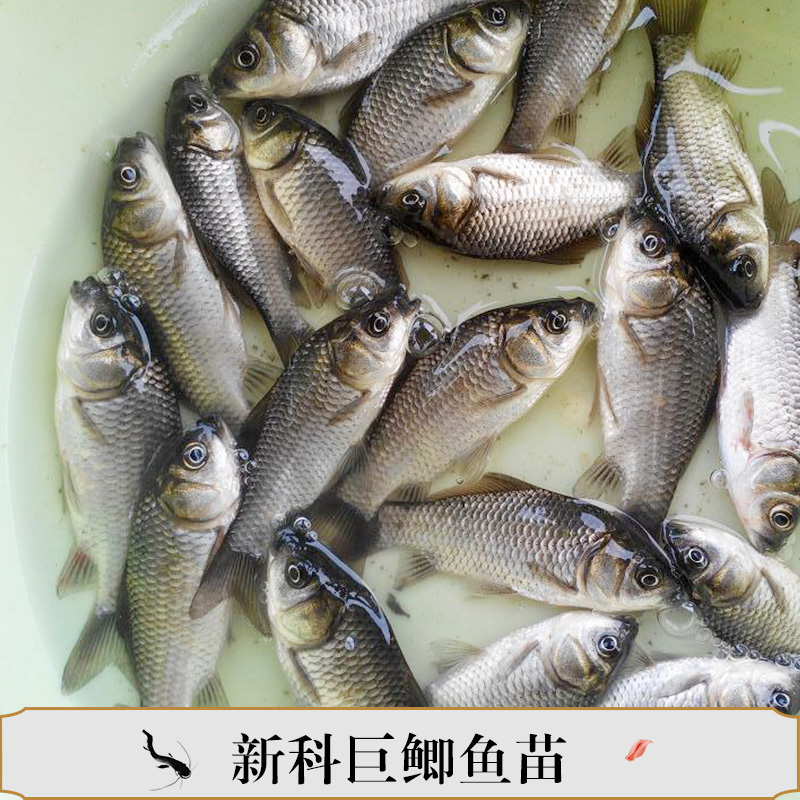 新科巨鯽魚苗產(chǎn)品豐產(chǎn)鯽魚苗水花翹課魚苗