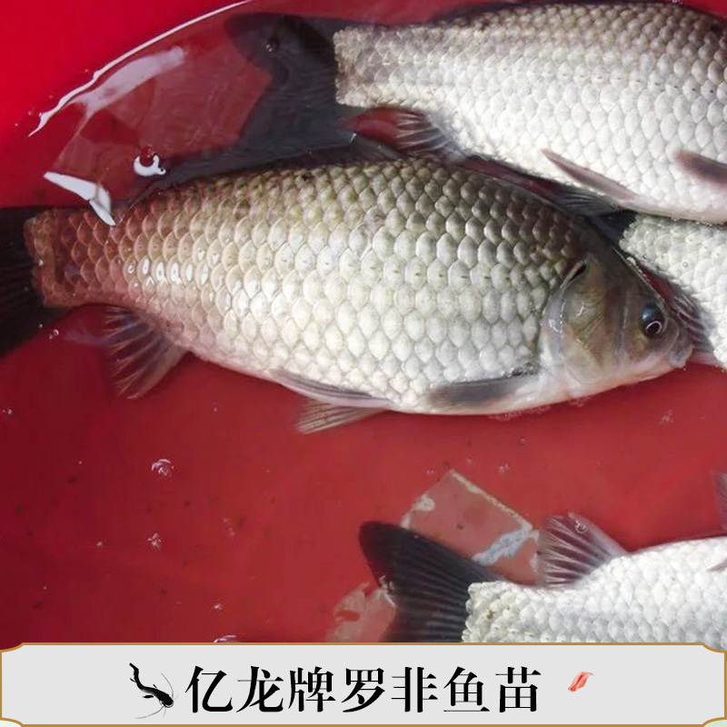 億龍牌羅非魚苗產(chǎn)品 專業(yè)羅非魚養(yǎng)殖  億龍牌羅非魚魚苗供應(yīng)