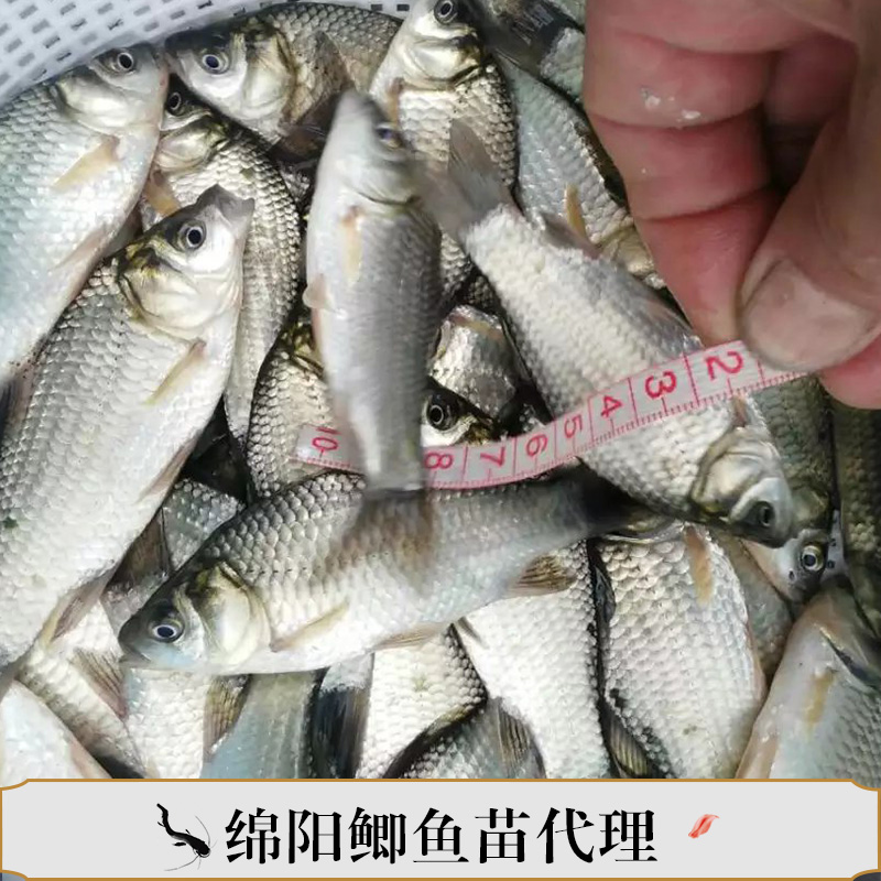 綿陽鯽魚苗代理 鯽魚苗供應商 綿陽鯽魚養(yǎng)殖 綿陽大白鯽魚苗