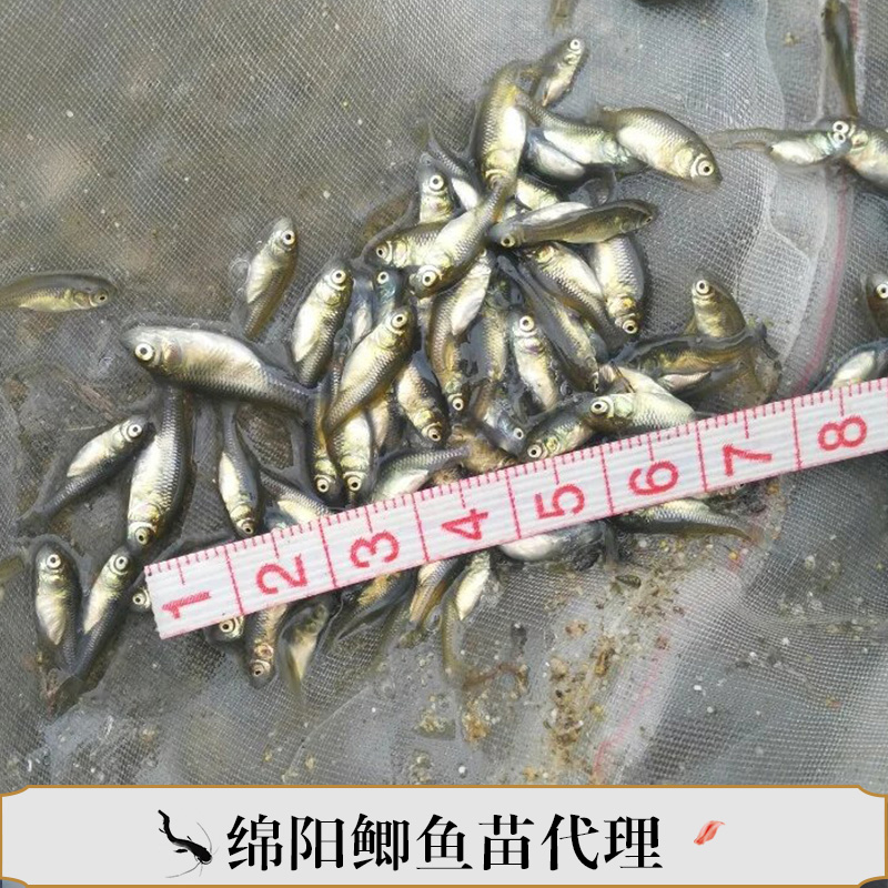 綿陽鯽魚苗代理 鯽魚苗供應商 綿陽鯽魚養(yǎng)殖 綿陽大白鯽魚苗