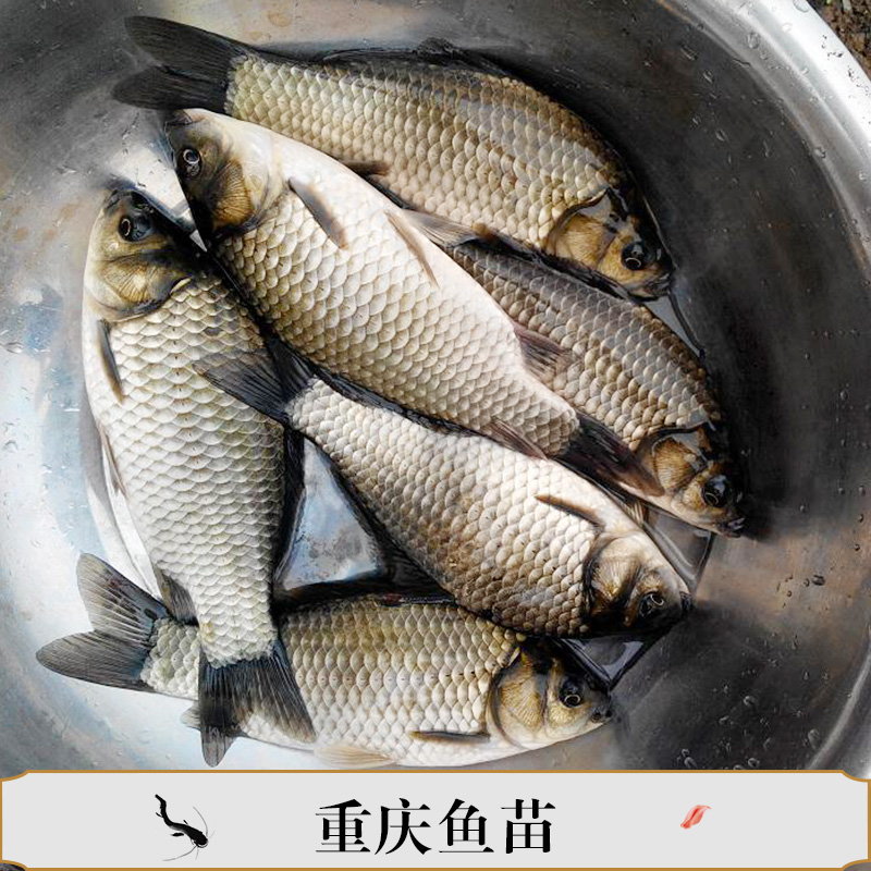 重慶魚苗四川魚苗鯽魚苗鯉魚苗翹殼魚苗