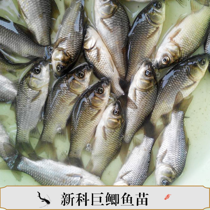新科巨鯽魚苗產(chǎn)品豐產(chǎn)鯽魚苗水花翹課魚苗