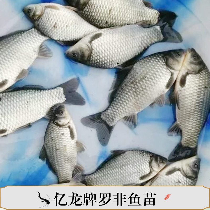 億龍牌羅非魚苗產(chǎn)品 專業(yè)羅非魚養(yǎng)殖  億龍牌羅非魚魚苗供應(yīng)