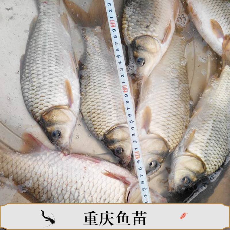重慶魚苗四川魚苗鯽魚苗鯉魚苗翹殼魚苗
