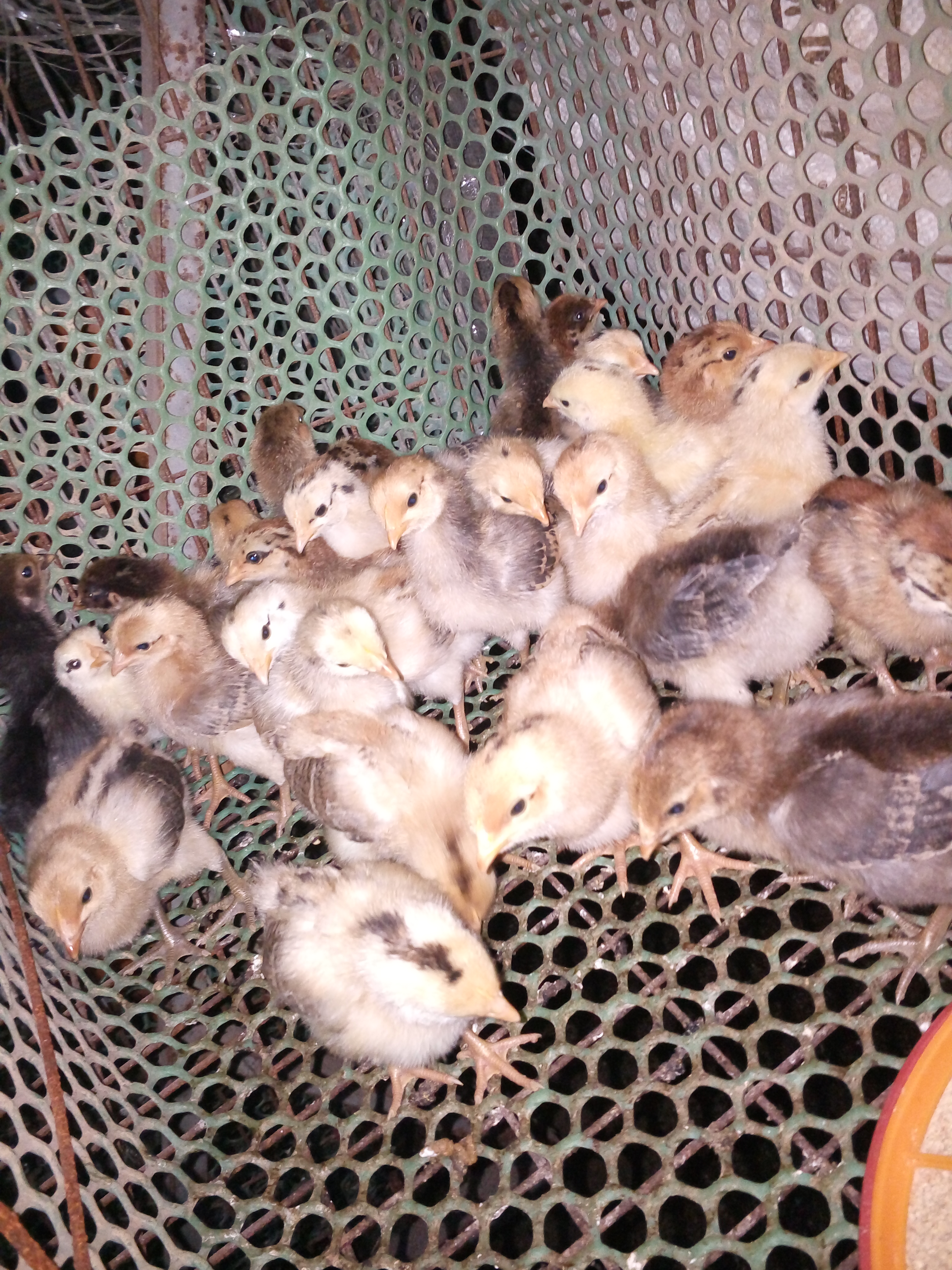 湖北 湖北高產(chǎn)麻羽綠殼蛋雞苗-土雞苗