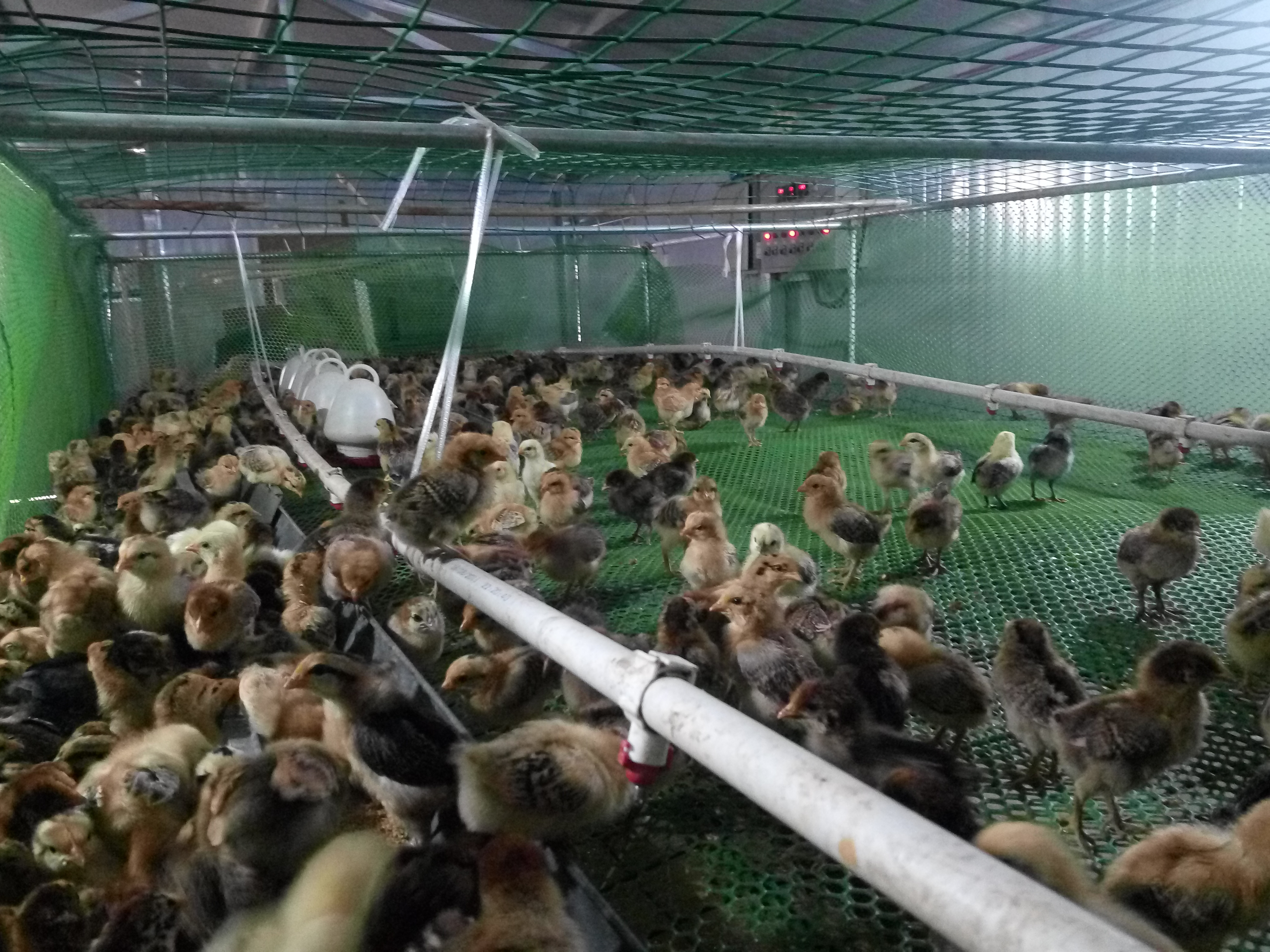 湖北 湖北高產(chǎn)麻羽綠殼蛋雞苗-土雞苗