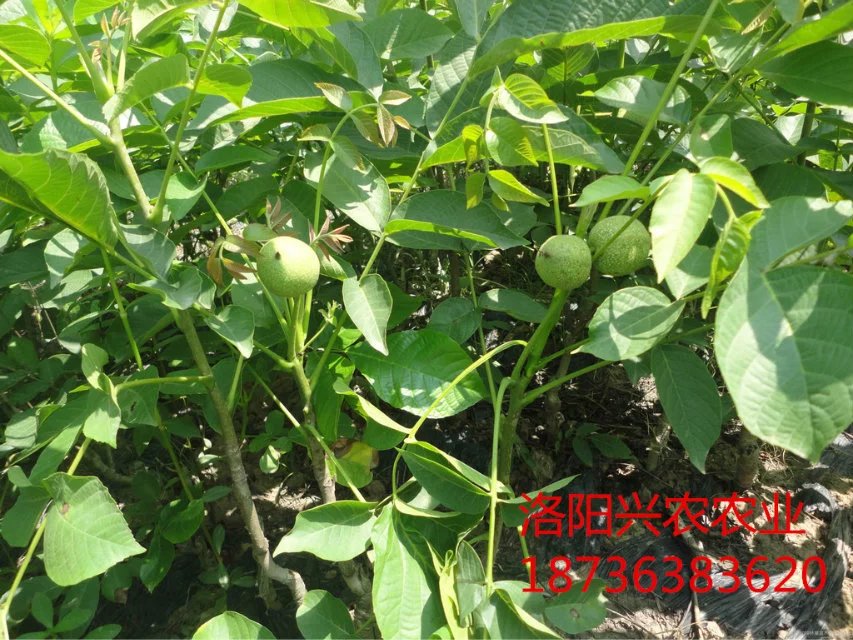 河南品種最全的遼核核桃苗基地